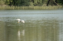 bihoreaugrisdsc_5408_dxo_ra