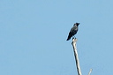 choucas-dsc_5621_dxo_raw