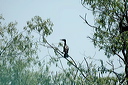 cormorandsc_5586_dxo_raw