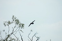 cormorandsc_5593_dxo_raw