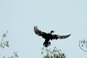 cormorandsc_5594_dxo2_raw