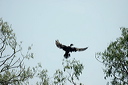 cormorandsc_5594_dxo_raw