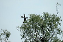 cormorandsc_5595_dxo_raw