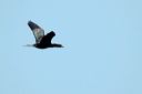 cormorandsc_5607_dxo_raw