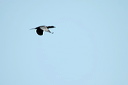 cormorandsc_5608_dxo_raw