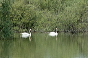 cygnesdsc_5388_dxo_raw