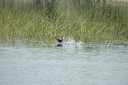 decolagedsc_5414_dxo_raw