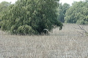 deltadsc_5500_dxo_raw