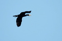 grcormoranvoldsc_5336_dxo_r