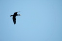 grcormoranvoldsc_5337_dxo_r
