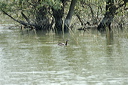 grebejougrisdsc_5448_dxo_ra