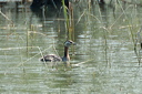 grebejougrisdsc_5449_dxo2_r