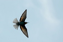 guepierdsc_5625_dxo_raw