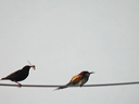 guepierdscn7562_dxo