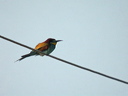 guepierdscn7566_dxo