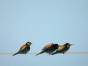 guepierdscn7585_dxo