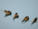 guepierdscn7593_dxo