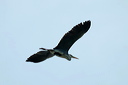 herondsc_5651_dxo_raw