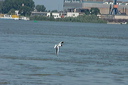 mouetterieuse-dsc_5317_dxo_