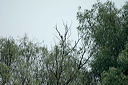 picnoir-dsc_5498_dxo_raw