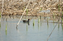 pouleeaudsc_5642_dxo_raw