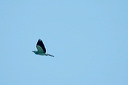 rollierdsc_5369_dxo_raw