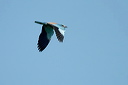 rollierdsc_5436_dxo_raw