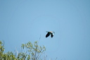 rollierdsc_5437_dxo_raw