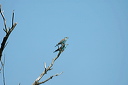 rollierdsc_5613_dxo2_raw