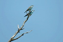 rollierdsc_5614_dxo_raw