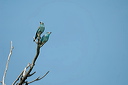 rollierdsc_5617_dxo_raw