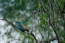 rollierdsc_5627_dxo_raw