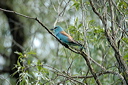 rollierdsc_5628_dxo_raw