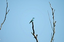 rollierdsc_5630_dxo_raw
