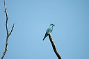 rollierdsc_5631_dxo_raw