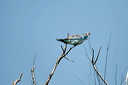 rollierdsc_5634_dxo_raw