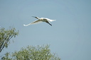 spatuledsc_5565_dxo_raw