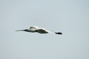 spatuledsc_5567_dxo_raw