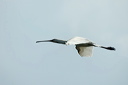 spatuledsc_5569_dxo_raw