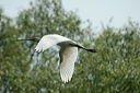 spatuledsc_5570_dxo_raw