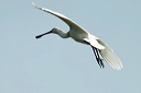 spatuledsc_5572_dxo_raw