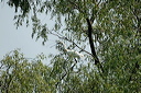 spatuledsc_5576_dxo_raw