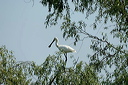 spatuledsc_5580_dxo_raw