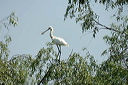 spatuledsc_5583_dxo_raw