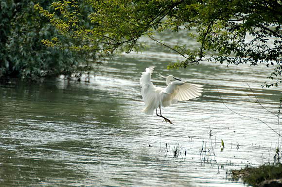 aigrettedsc_5670_dxo_raw.jpg