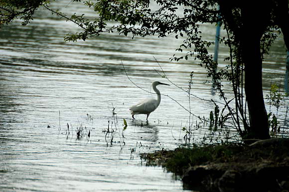 aigrettedsc_5671_dxo_raw.jpg