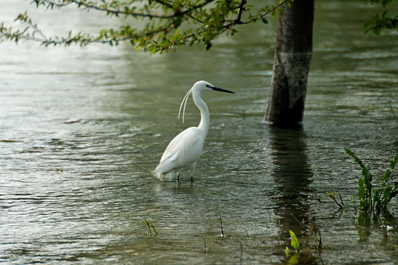 aigrettedsc_5674_dxo_raw.jpg