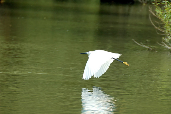aigrettedsc_5683_dxo_raw.jpg