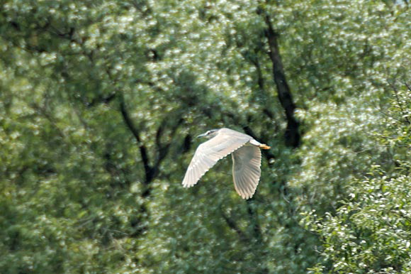 bihoreau-dsc_5433_dxo_raw.jpg