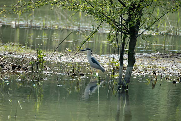 bihoreaudsc_5654_dxo_raw.jpg